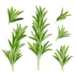 Rosemary