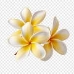 Tiare Flower