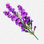 Patchouli