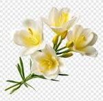 Freesia