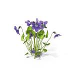 Violet