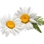 Chamomile