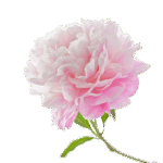 Peony