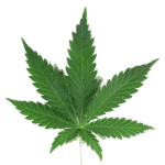 Hemp Accord