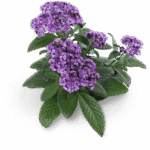 Heliotrope