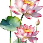 Lotus Flower
