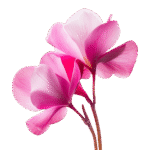 Cyclamen