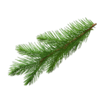 Pine Needles