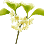 Osmanthus
