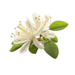 Honeysuckle