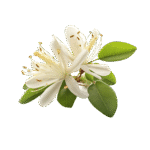 Jasmine