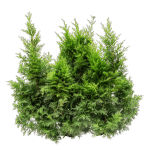 Fir Balsam