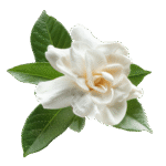 Gardenia