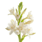Tuberose