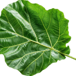 Fig Leaf