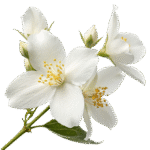 Jasmine