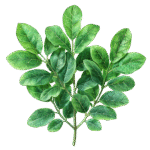 Olibanum
