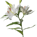 Madonna Lily