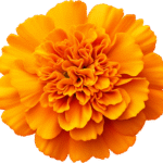 Marigold