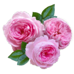 Bulgarian Rose