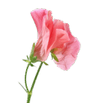 Floral Accords